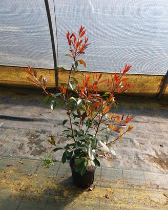 piante da siepe,piccoli frutti e altro ancora 