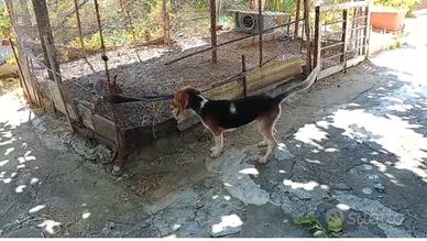 Beagle segugio