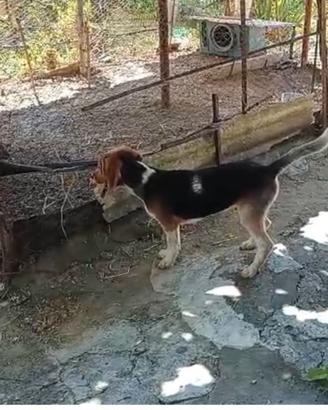 Beagle segugio