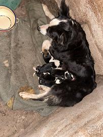 Border collie