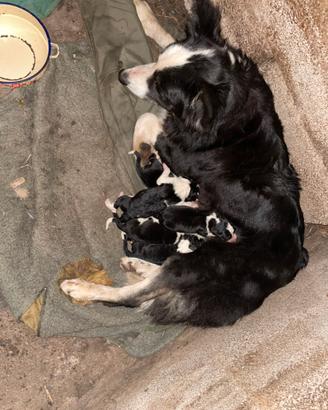 Border collie