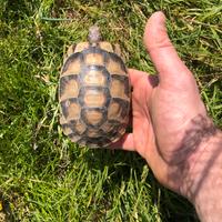 Testudo marginata anno 2020 sub adulti