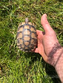 Testudo marginata anno 2020 sub adulti