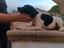 Immagine 3