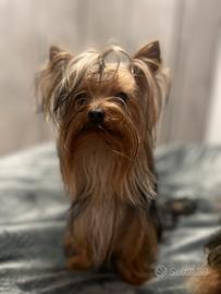 Yorkshire Toy per monta