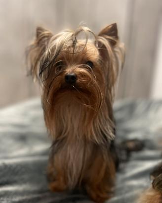 Yorkshire Toy per monta