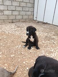 Cane corso