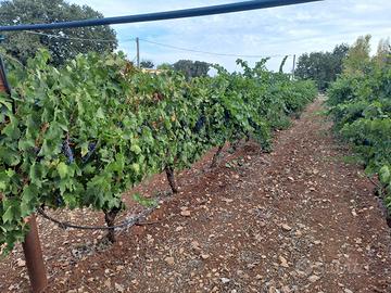 Uva Primitivo di gioia del colle 