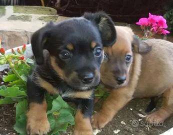 Cuccioli maltese chiuhuhua