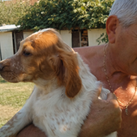 Cucciolata setter inglese