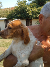 Cucciolata setter inglese