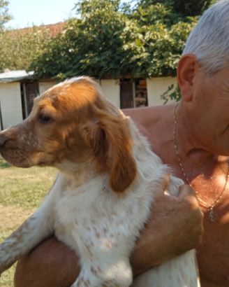 Cucciolata setter inglese