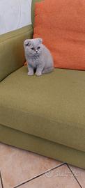 Scottish fold