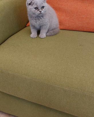 Scottish fold