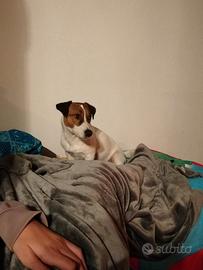 Jack Russell disponibile per monta accoppiamento