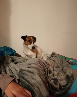 Jack Russell disponibile per monta accoppiamento