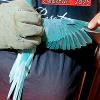 Parrocchetto dal collare blu cleartail