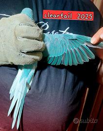 Parrocchetto dal collare blu cleartail