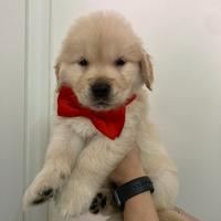 Cuccioli di Golden linea americana