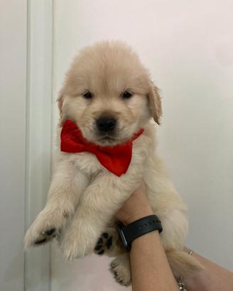 Cuccioli di Golden linea americana