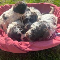 Cuccioli Lagotto romagnolo