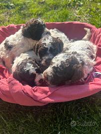 Cuccioli Lagotto romagnolo
