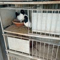 Animali colombi conchiglie inglesi