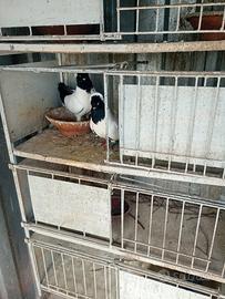 Animali colombi conchiglie inglesi