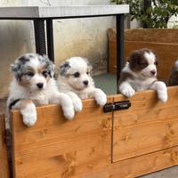 Cuccioli di Pastore Australiano