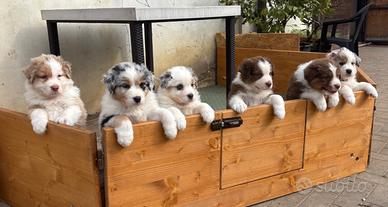 Cuccioli di Pastore Australiano