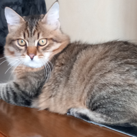 Gattino siberiano 4 mesi è mezzo