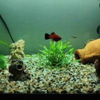 Acquario completo e pesci ha 1 anno di vita