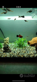 Acquario completo e pesci ha 1 anno di vita