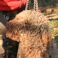 Lagotto romagnolo giovane adulto