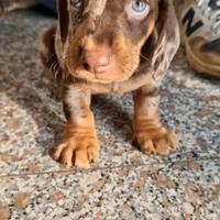 Bassotti nani arlecchino cioccolato