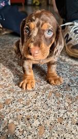 Bassotti nani arlecchino cioccolato