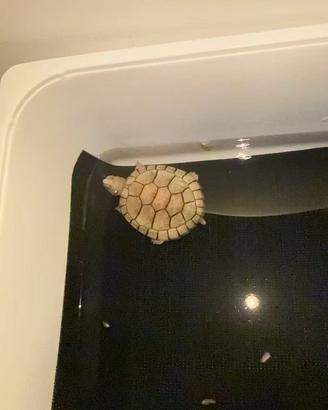 Tartaruga
