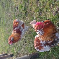 Galletti araucana
