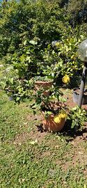 Piante di Limoni e Cedro