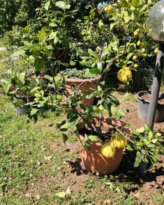 Piante di Limoni e Cedro