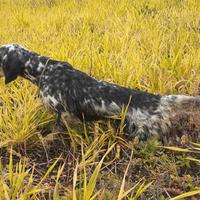 Setter Inglese maschio