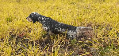 Setter Inglese maschio