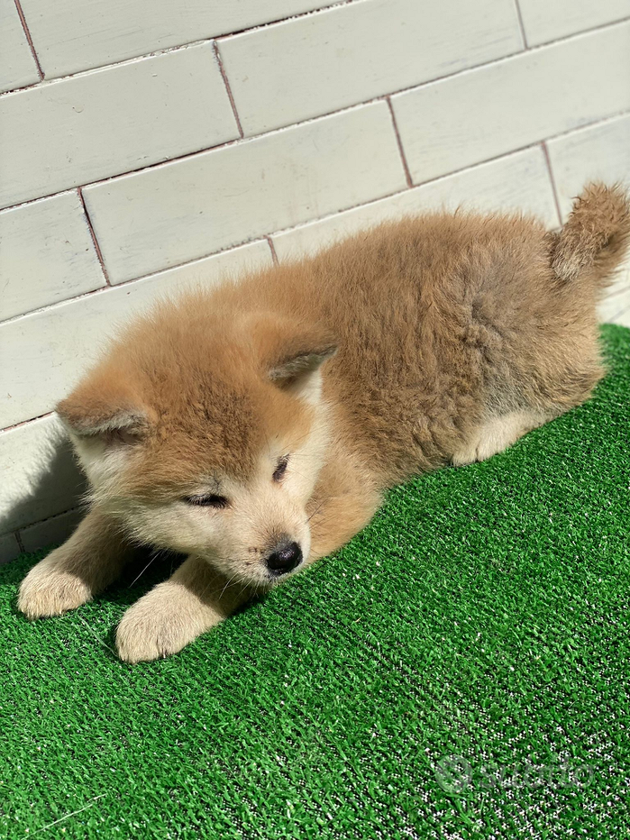 Akita inu giapponese - Regalo e vendita animali 