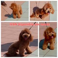 Barboncino toy per monta