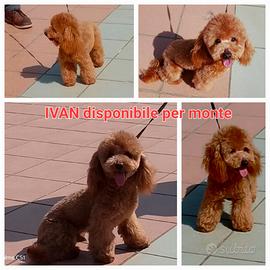 Barboncino toy per monta