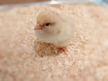 Pulcini collo nudo - broiler