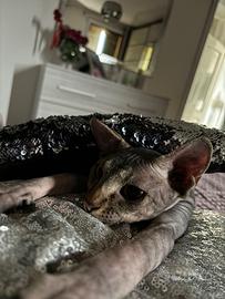 Gatto Sphynx per accoppiamento