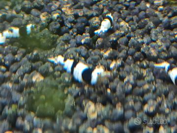 Caridine Crystal Black