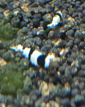 Caridine Crystal Black