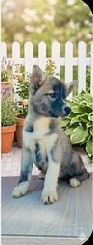 Cucciola siberian Husky